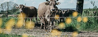 Kultur im Allgäu | TVB Allgäu