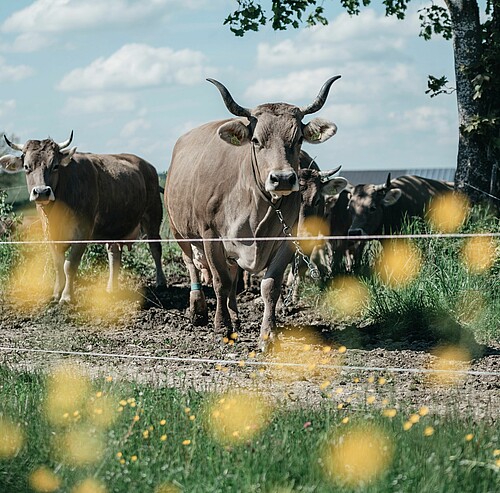 Kultur im Allgäu | TVB Allgäu