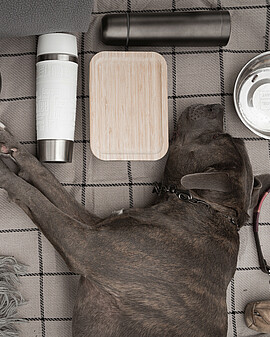 Campingurlaub mit Hund - Campingequipment - Alpsee Camping Immenstadt