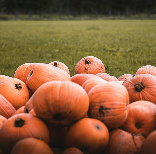 Kürbisse - Alpsee Camping Immenstadt