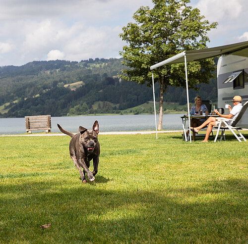 Hunde erlaubt im Alpsee Camping Immenstadt