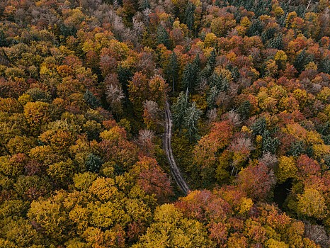 Vogelperspektive Herbstwald Allgäu - Alpsee Camping Immenstadt