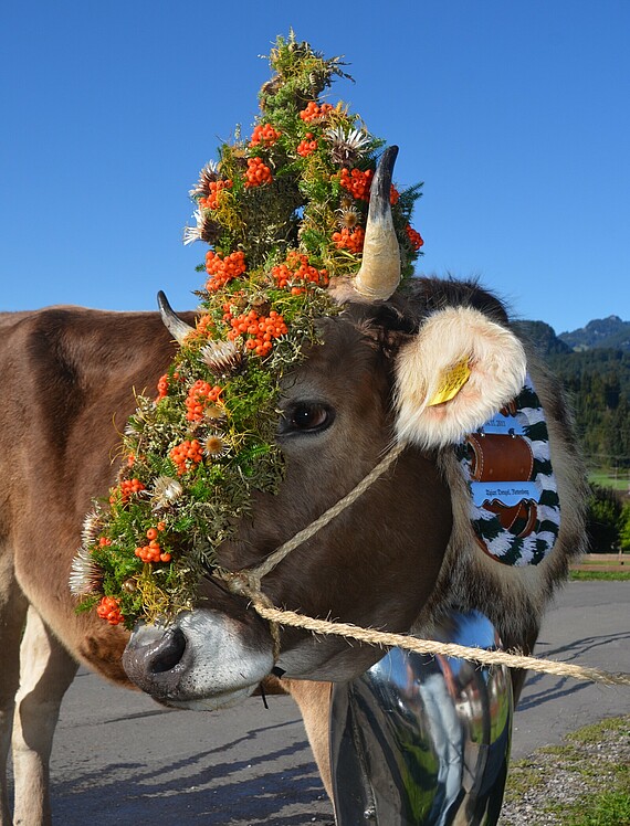 Viehscheidzeit im Allgäu - Alpsee Camping Immenstadt