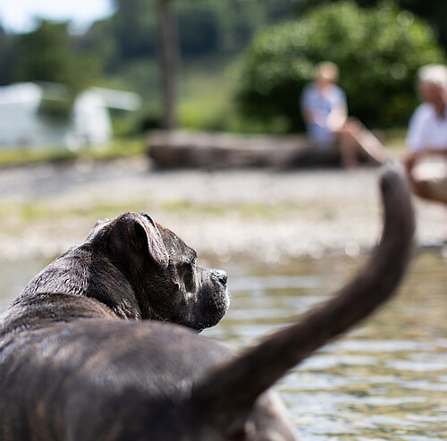 Hunde erlaubt im Alpsee Camping Immenstadt