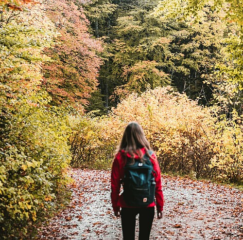 Wanderung im Wald im Herbst - Alpsee Camping Immenstadt