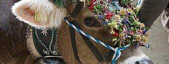 Kuh mit Blumenkopfschmuck bei Viehscheid im Allgäu - Alpsee Camping Immenstadt