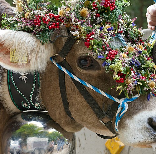Kuh mit Blumenkopfschmuck bei Viehscheid im Allgäu - Alpsee Camping Immenstadt