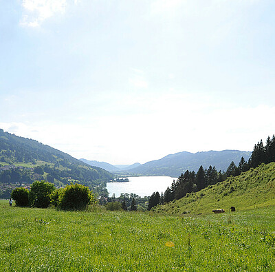 alpsee camping natur im allgaeu