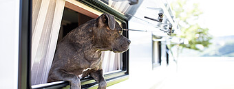 Hunde erlaubt im Alpsee Camping Immenstadt