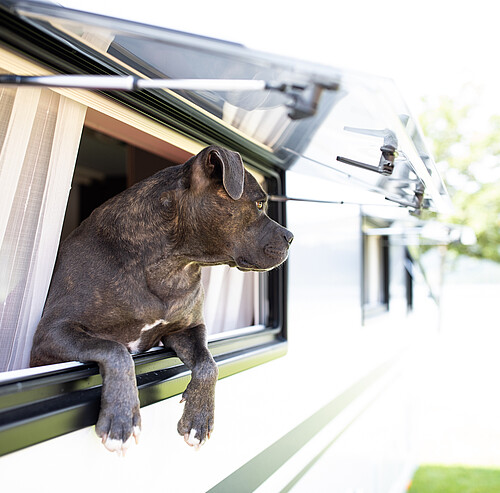 Hunde erlaubt im Alpsee Camping Immenstadt