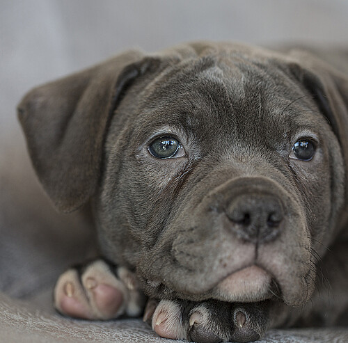 Portrait Hund | 5 Sterne Campingplatz Alpsee Camping im Allgäu