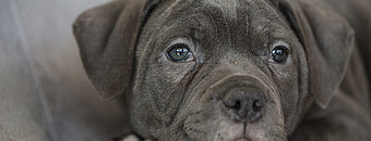 Portrait Hund | 5 Sterne Campingplatz Alpsee Camping im Allgäu