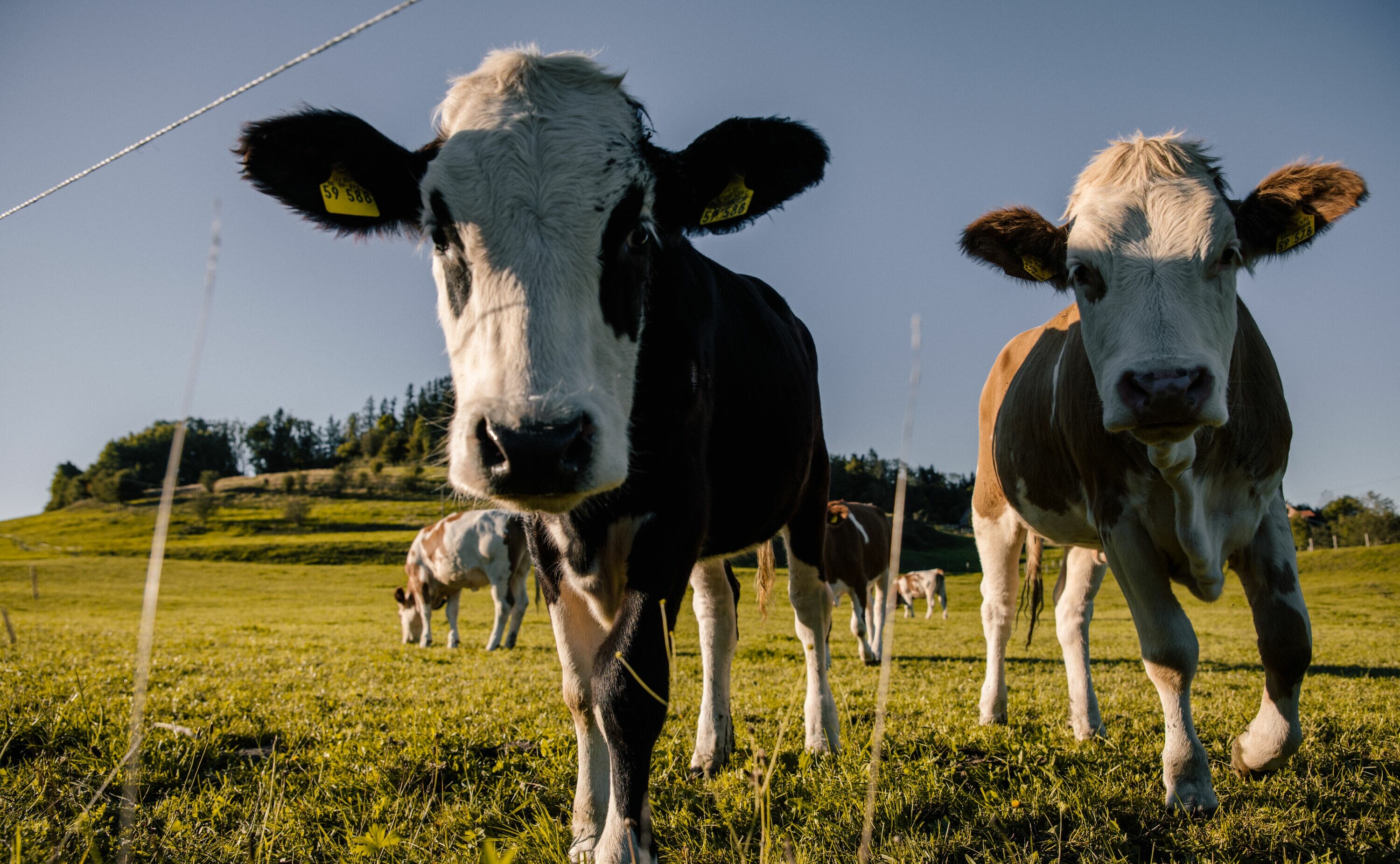 Kälbchen auf einer Weide im Allgäu - Alpsee Camping Immenstadt