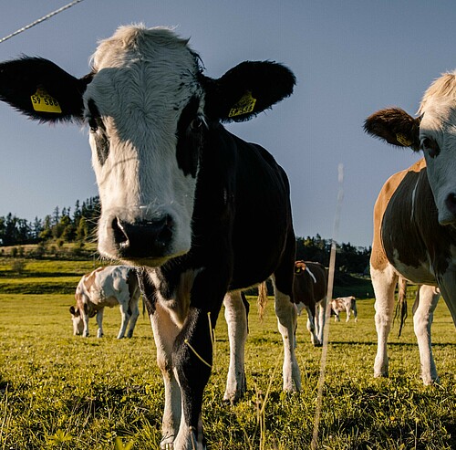 Kälbchen auf einer Weide im Allgäu - Alpsee Camping Immenstadt