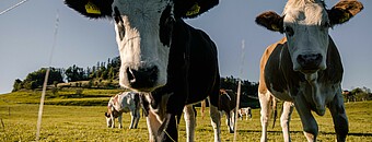 Kälbchen auf einer Weide im Allgäu - Alpsee Camping Immenstadt