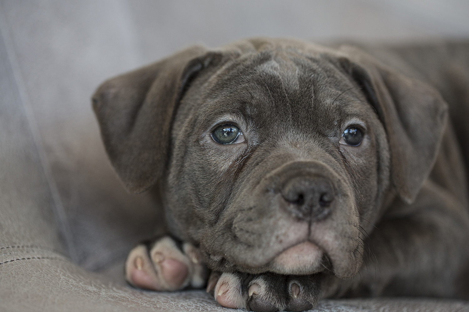 Portrait Hund | 5 Sterne Campingplatz Alpsee Camping im Allgäu