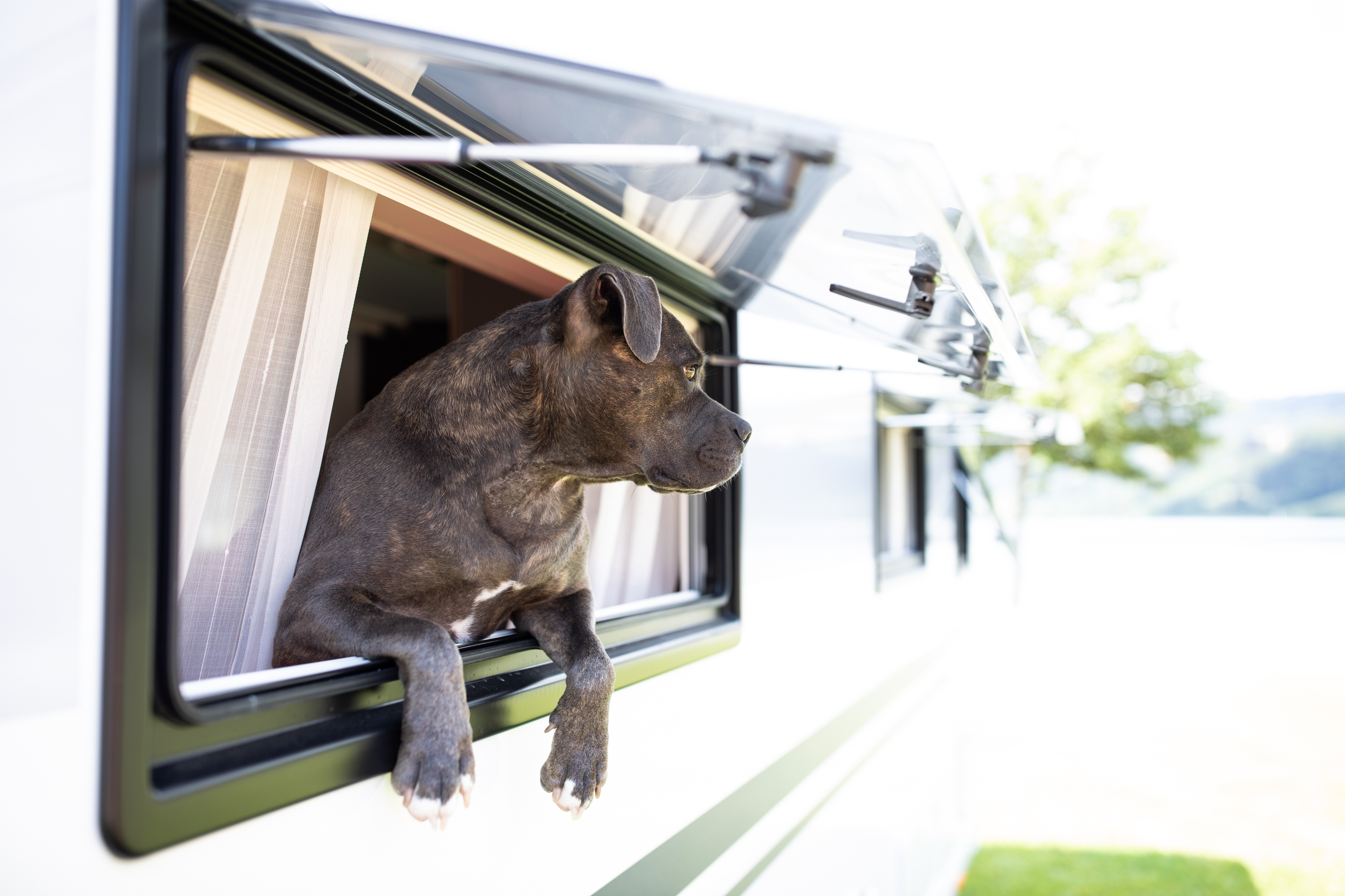 Hunde erlaubt im Alpsee Camping Immenstadt