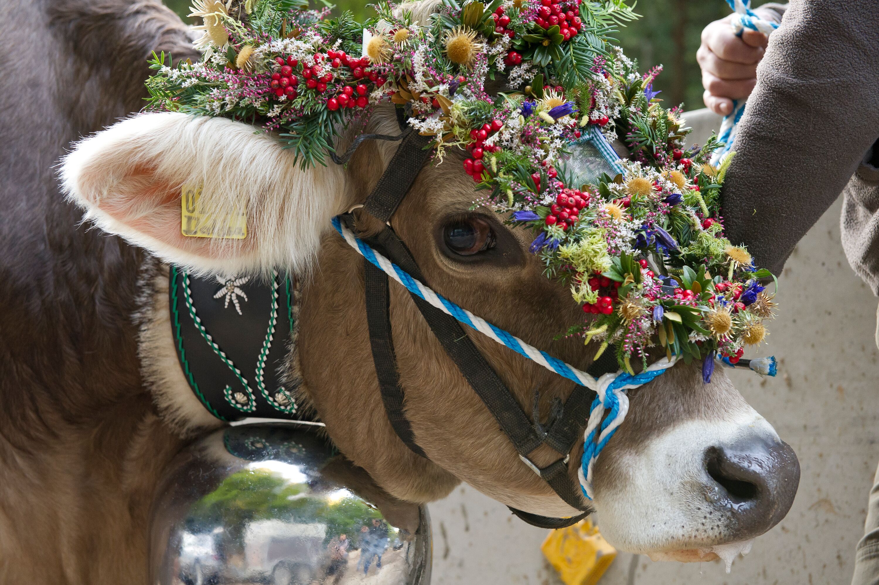 Kuh mit Blumenkopfschmuck bei Viehscheid im Allgäu - Alpsee Camping Immenstadt